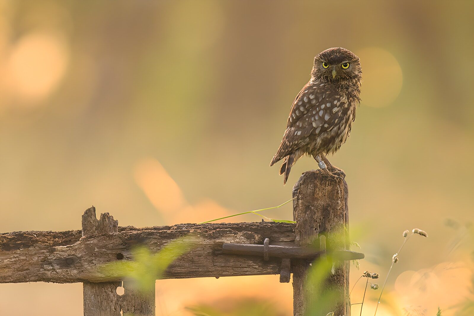 TPFR28734: Hibou posé sur une barrière en bois