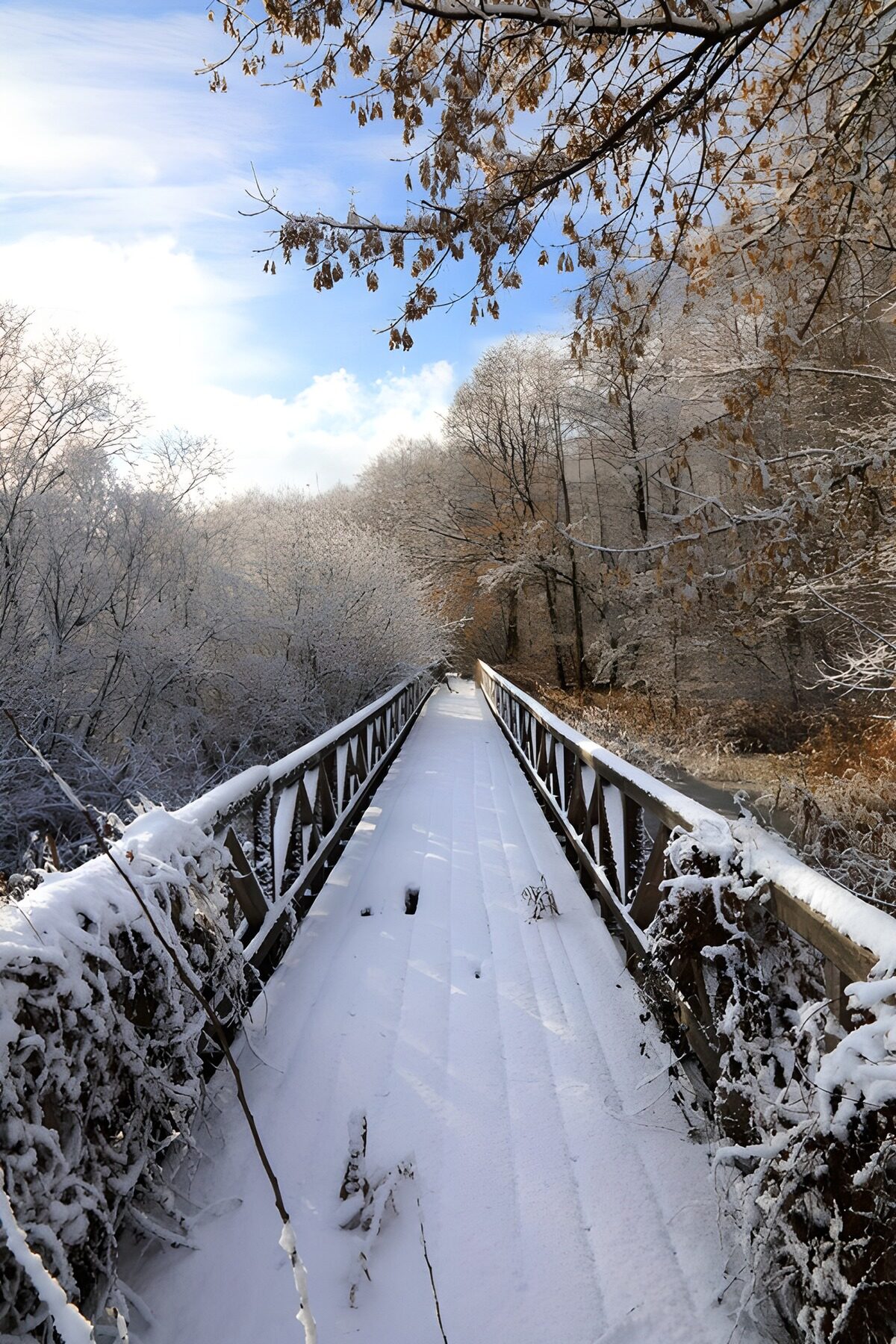 TPFR91779: Sentier enneigé à travers la forêt