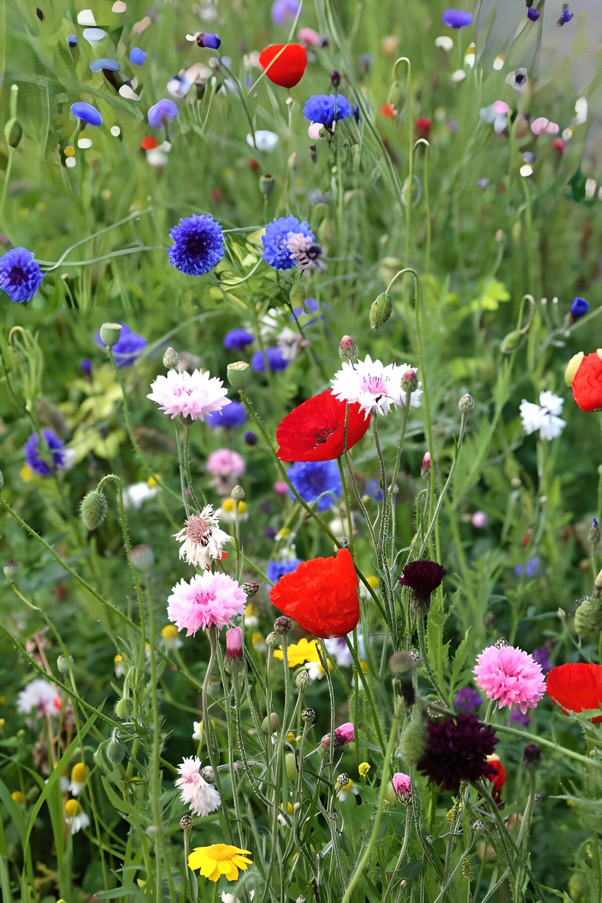 Champ de fleurs colorées en été