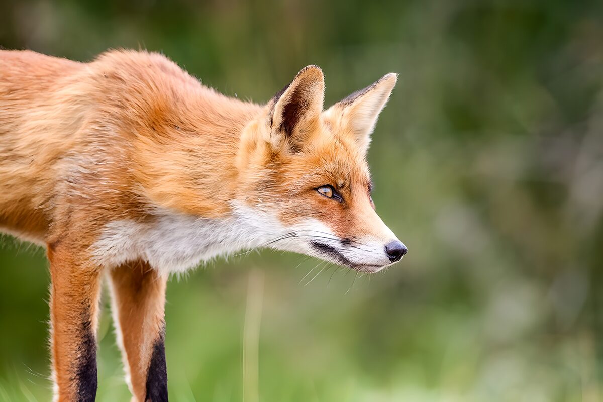 Renard attent dans la nature