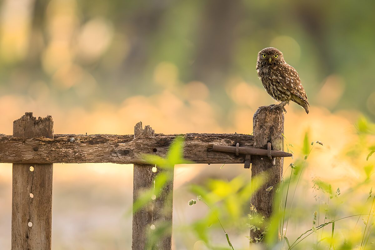 TPFR27540: Hibou sur une clôture en bois
