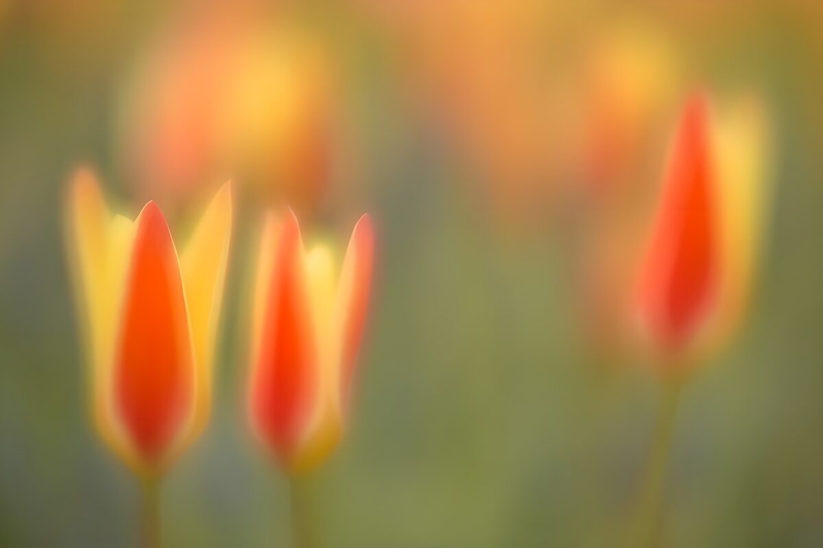 TPFR96321: Fleurs vives dans un flou artistique