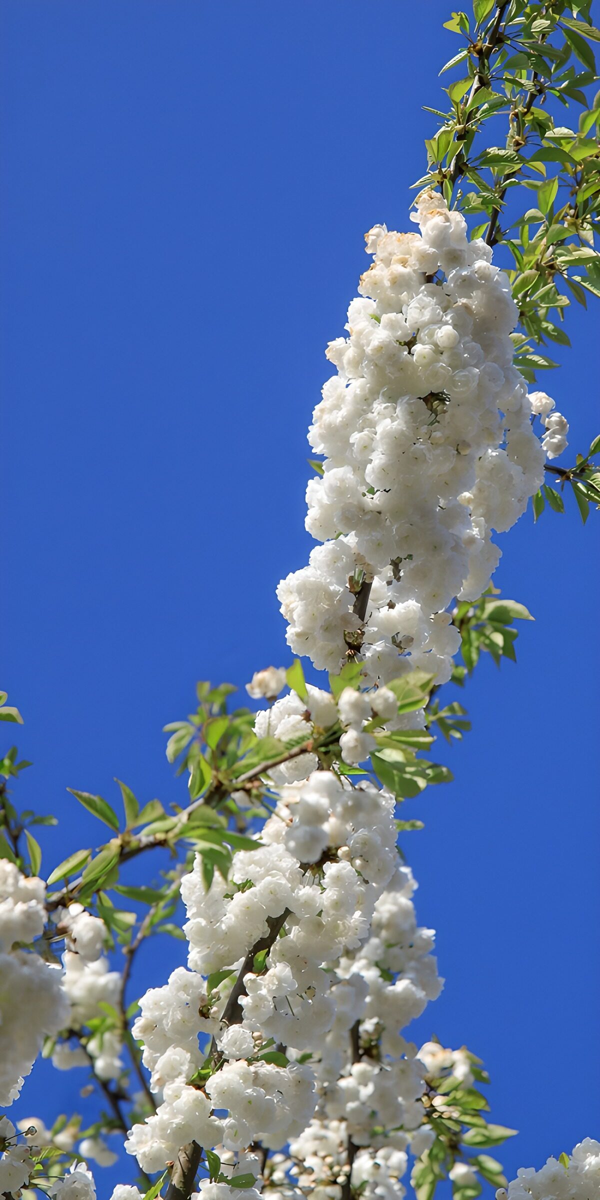 TPFR26944: Fleurs blanches sous un ciel bleu