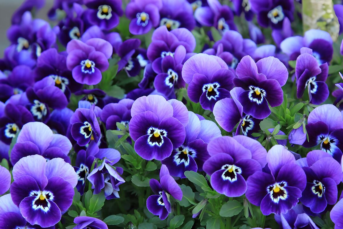 TPFR74098: Fleur de pensée violette
