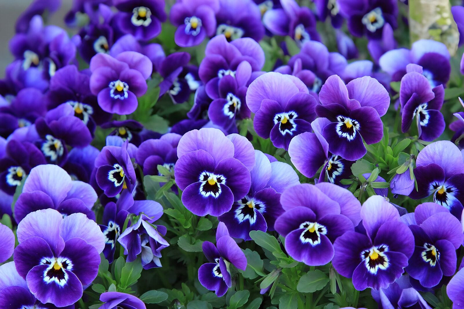 TPFR74098: Fleur de pensée violette