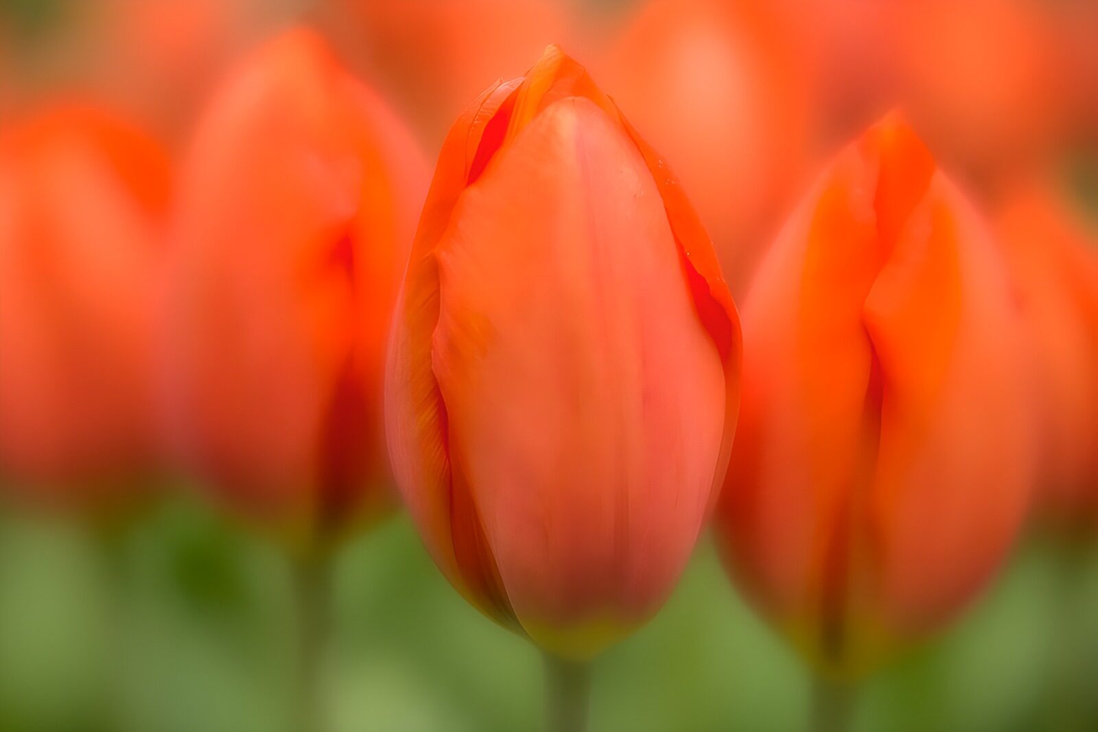 TPFR34116: Tulipes orange en fleur