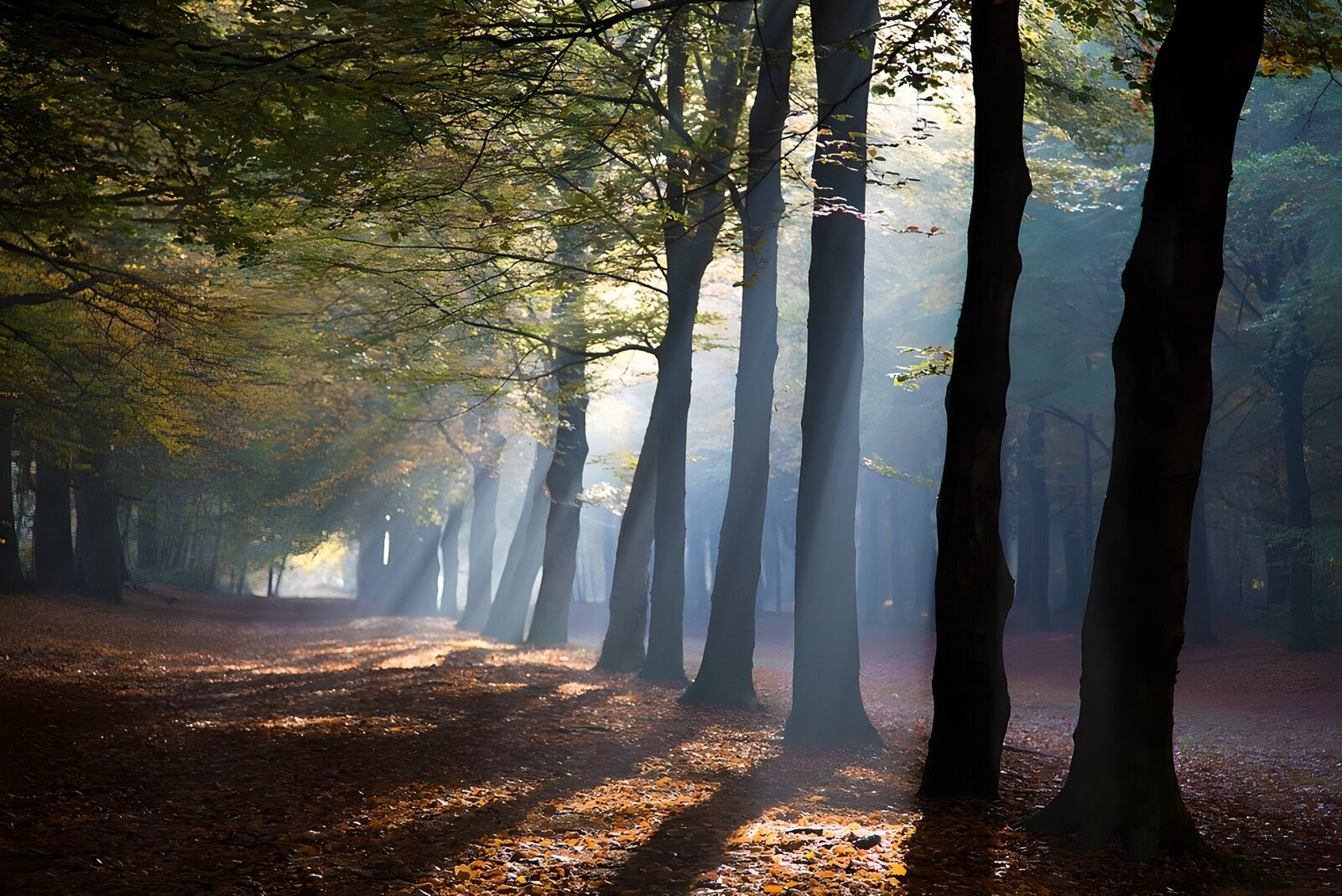 TPFR66156: Lumières d'automne dans la forêt