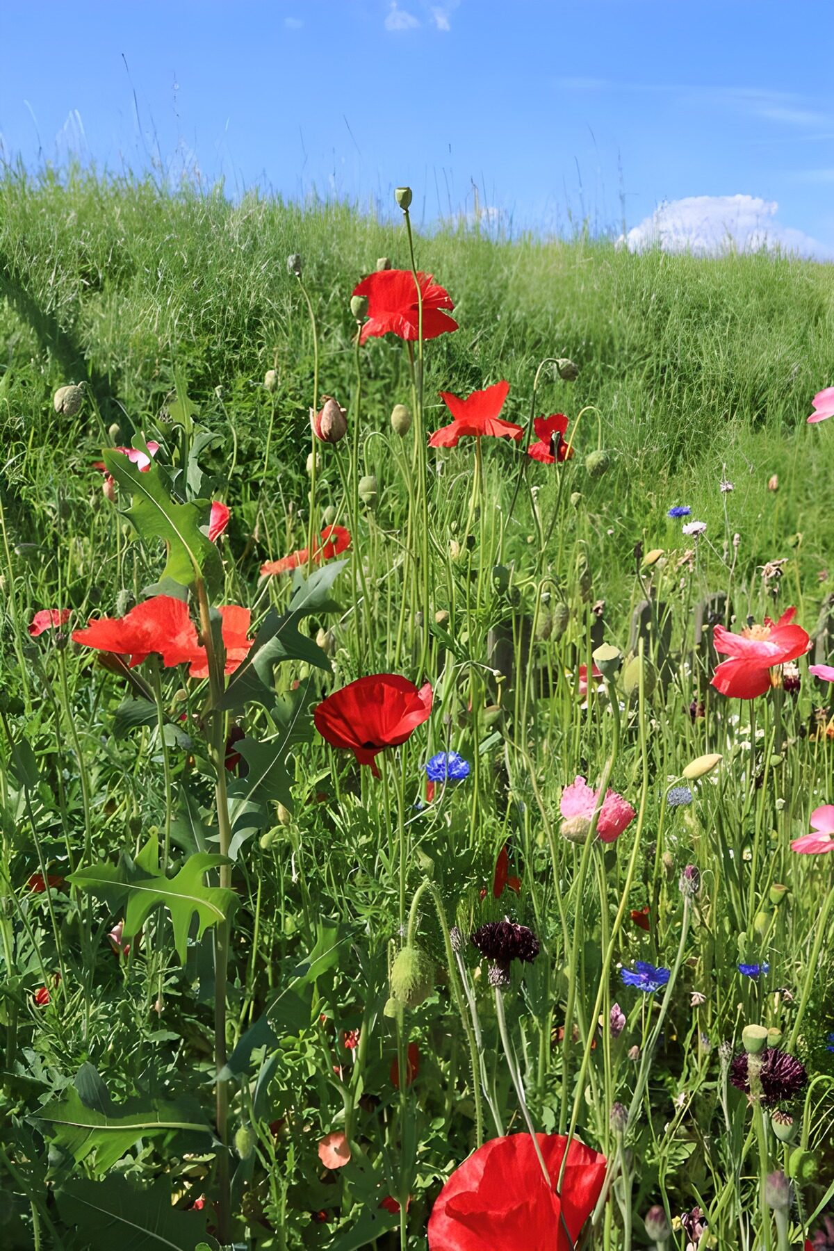 Champs de fleurs colorées