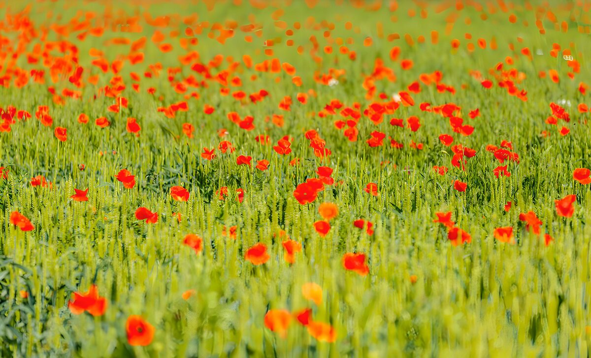 TPFR55865: Champs de coquelicots en fleurs