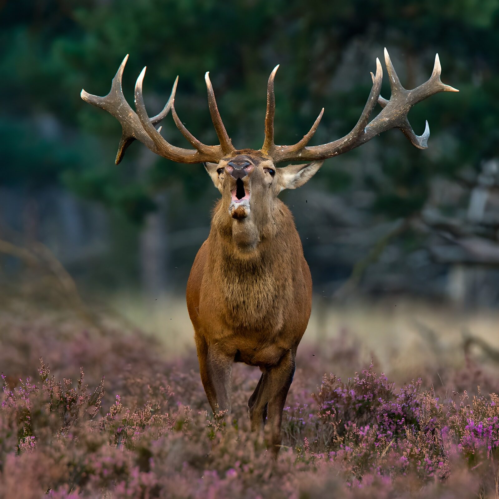 TPFR86368: Cerf au cri puissant dans la nature