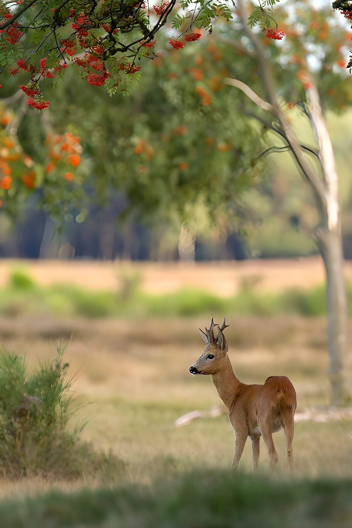 Jeune chevreuil sous un arbre fleuri