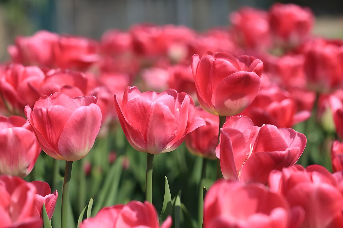 Jardins de tulipes roses en fleurs