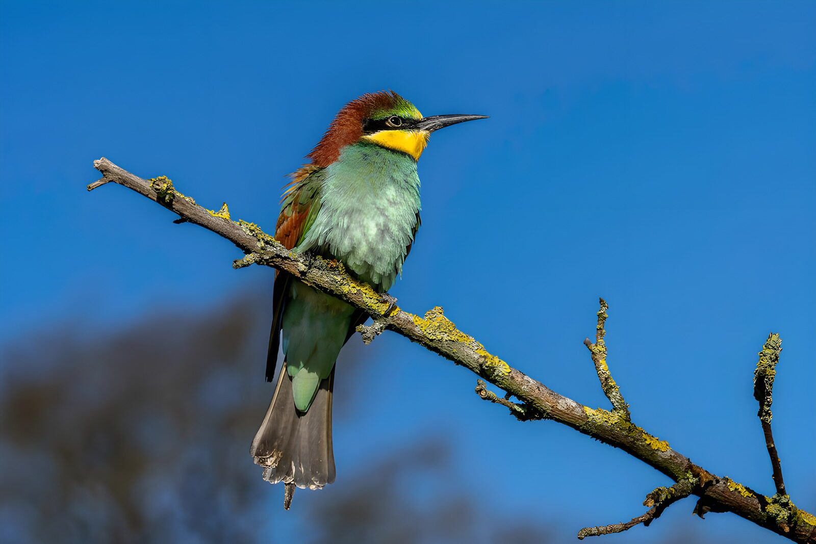TPFR64976: Oiseau coloré sur une branche