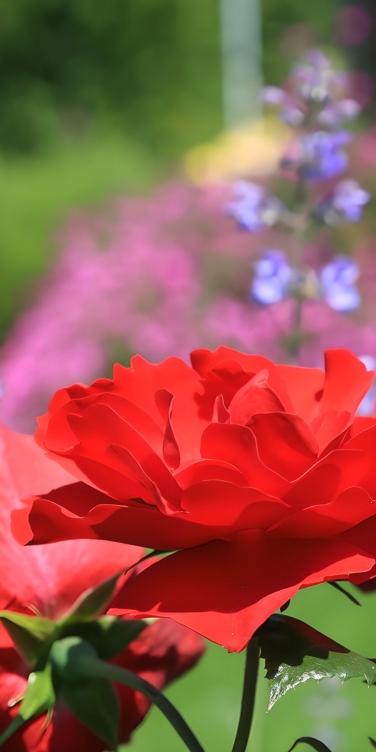 TPFR80372: Rose rouge épanouie au jardin