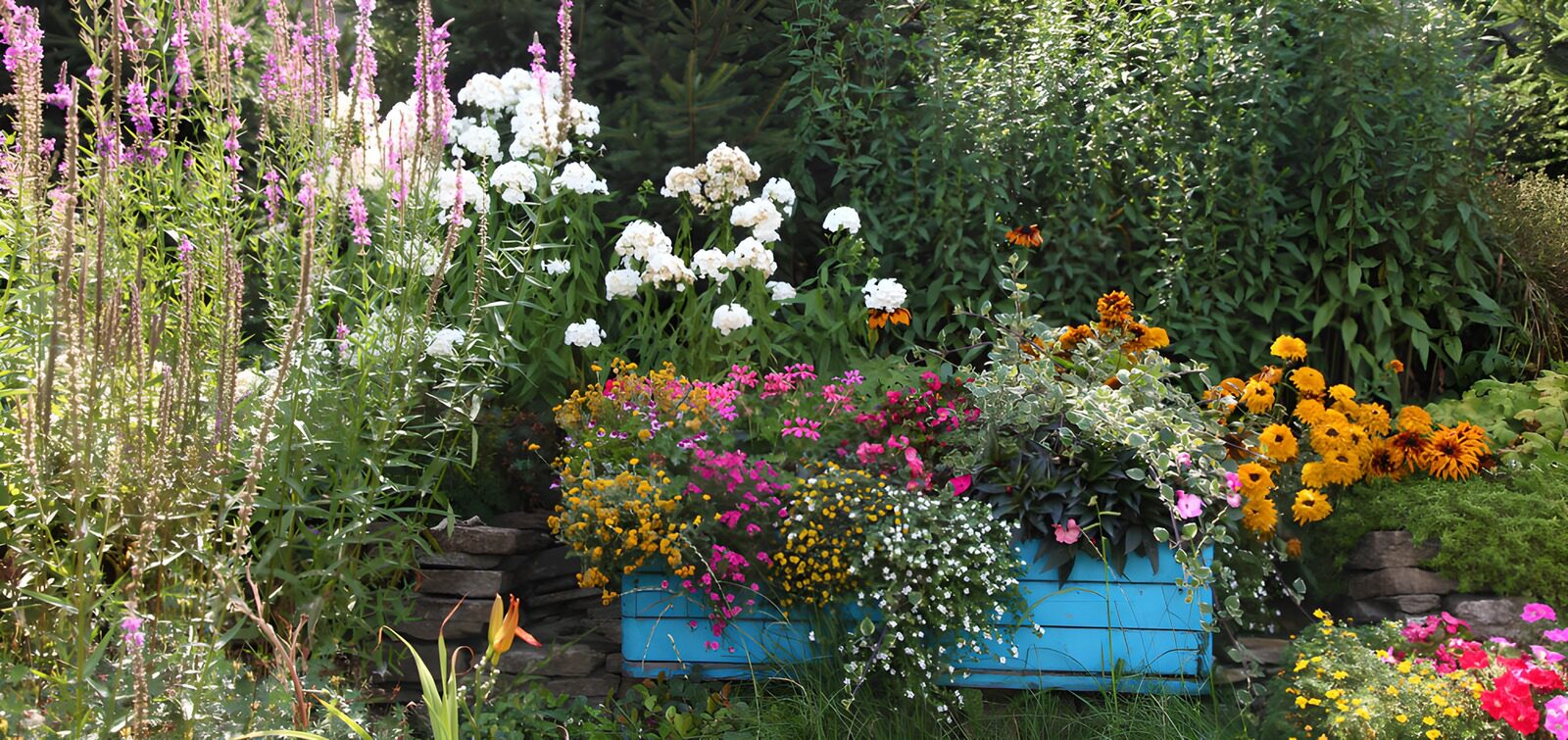 TPFR67517: Jardin fleuri en boîte bleue