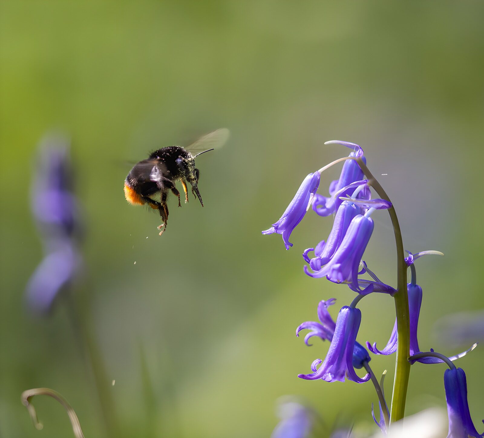 TPFR61302: Abeille et fleurs violettes