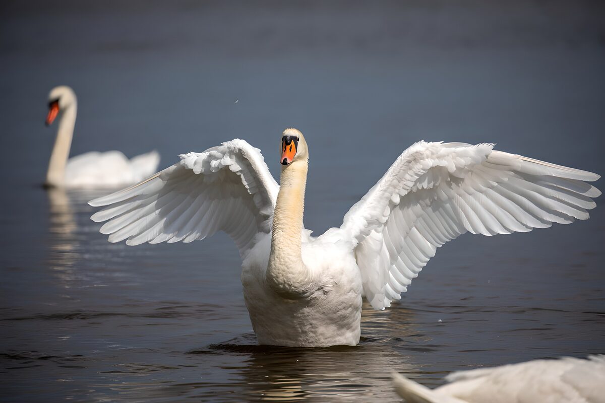 TPFR71951: Cygne majestueux sur l'eau