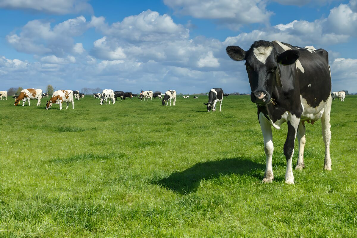TPFR17822: Vaches paisibles dans un champ verdoyant