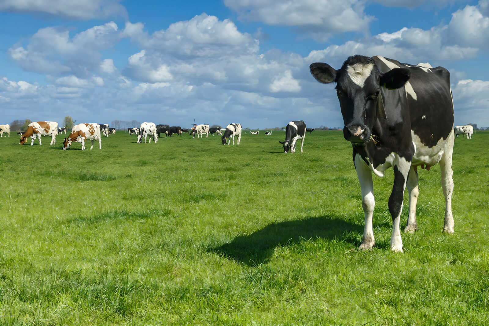 TPFR17822: Vaches paisibles dans un champ verdoyant
