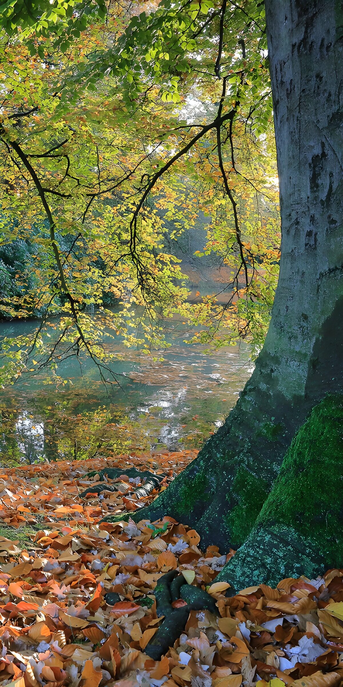 TPFR38826: Reflets d'automne au bord de l'eau