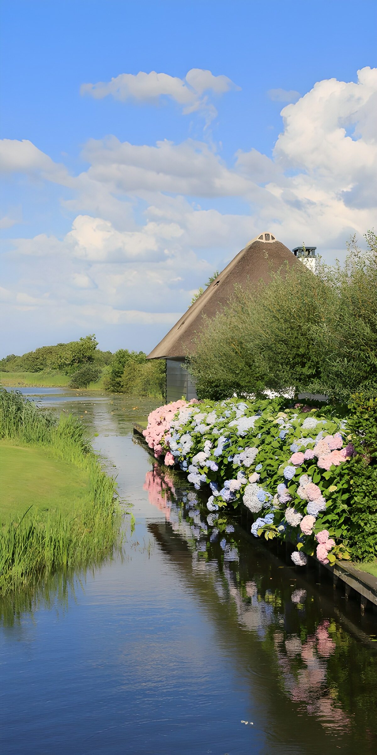 TPFR80011: Reflets de fleurs au bord de l'eau