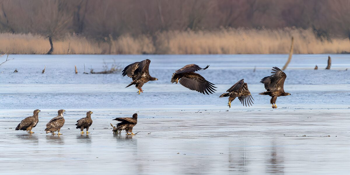 TPFR32234: Aigles au bord de l'eau