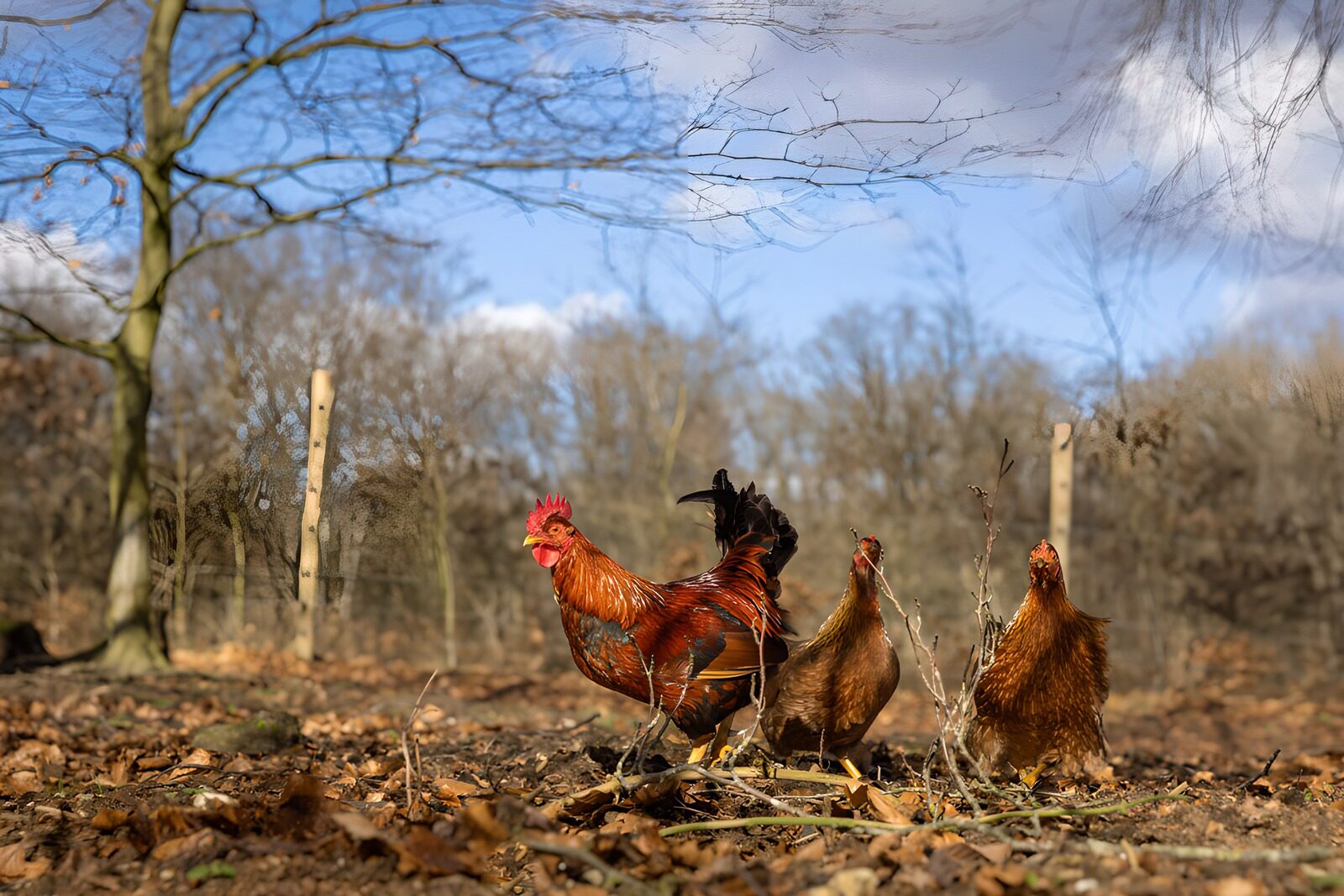 TPFR88442: Poules et coq en toute liberté
