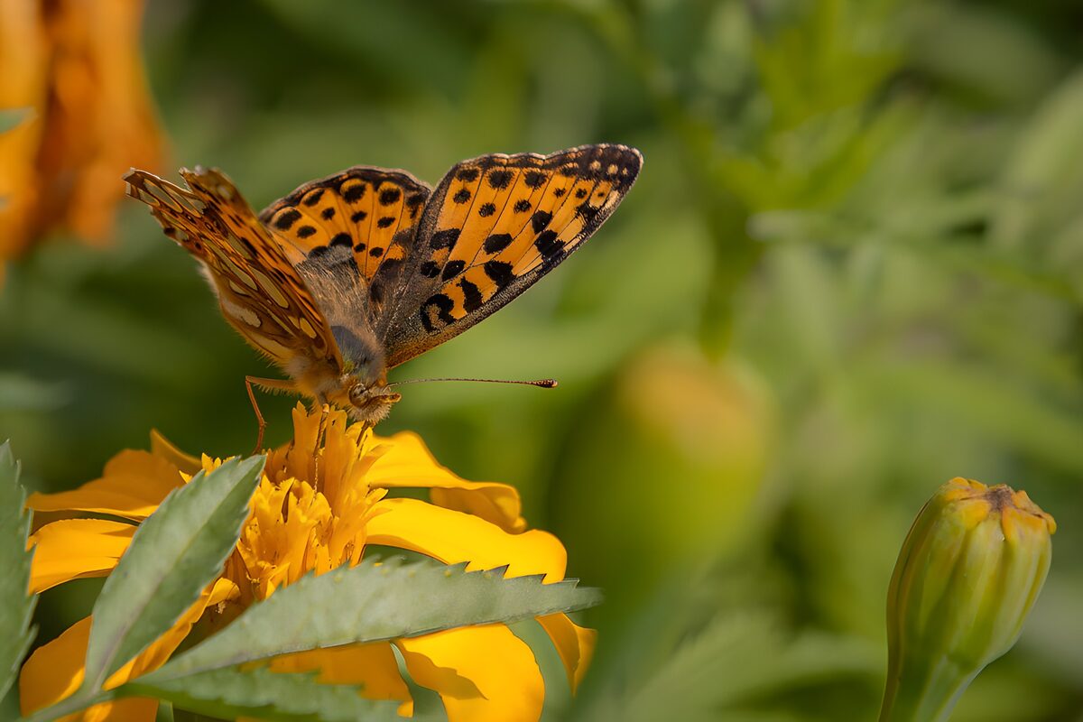 TPFR51040: Papillon sur une fleur dorée