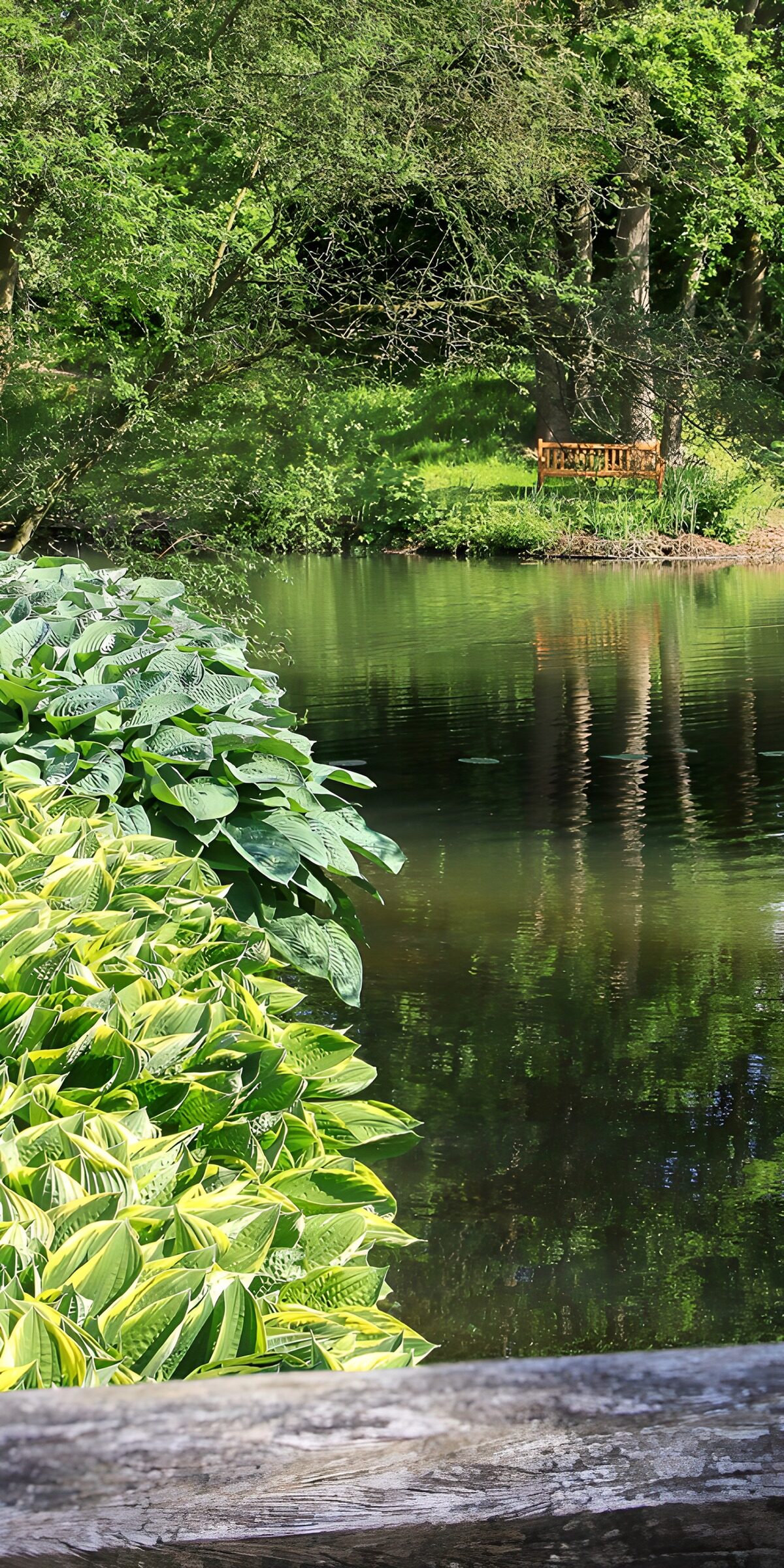 TPFR38278: Reflet tranquille au bord de l'eau