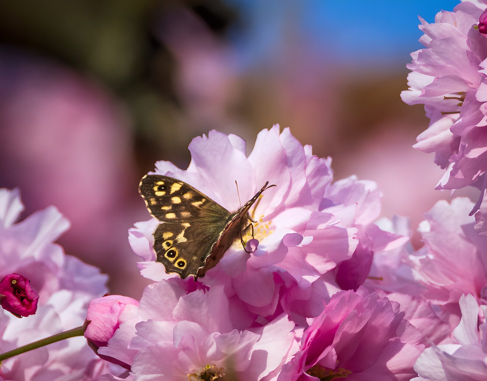 TPFR31553: Papillon sur fleurs de cerisier