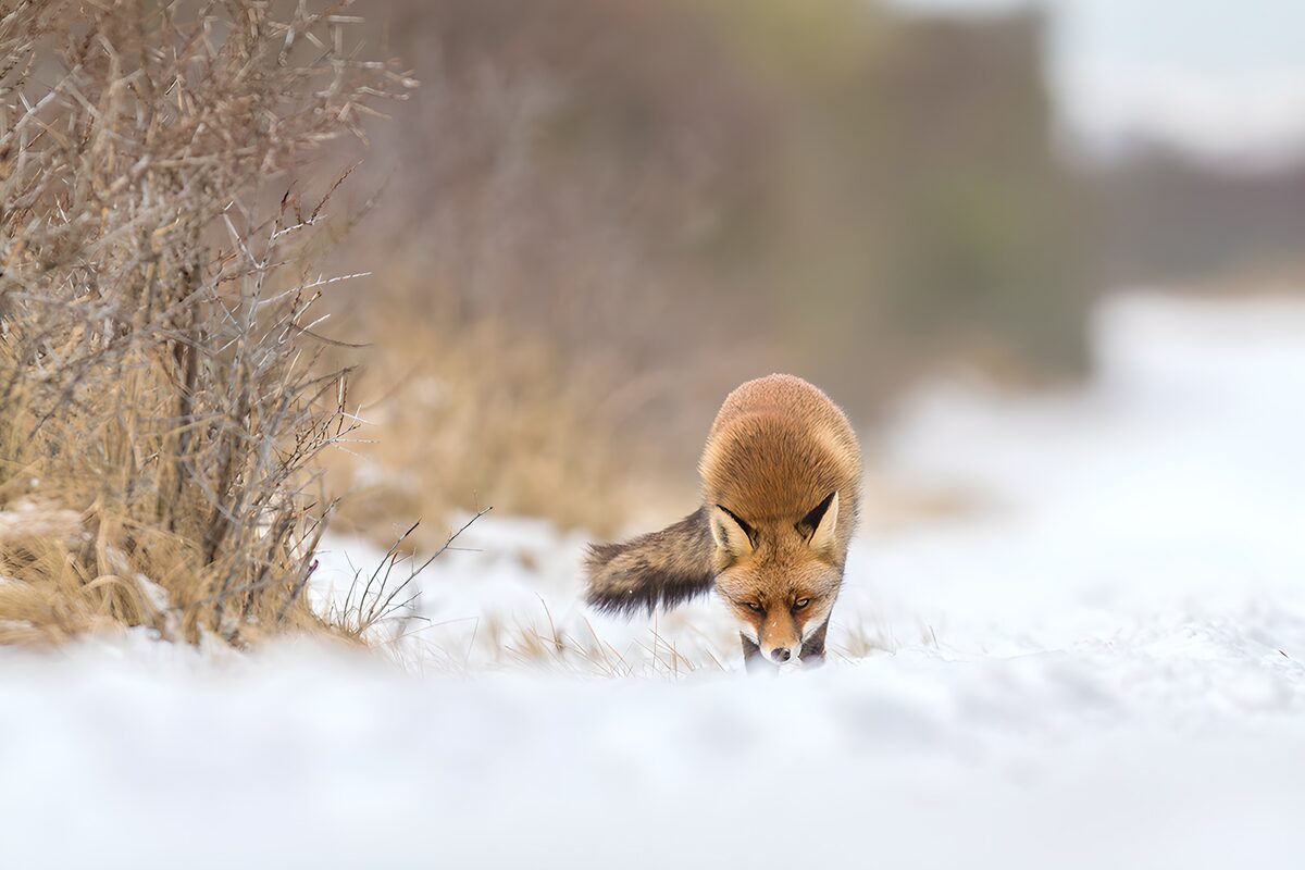 Renard dans la neige