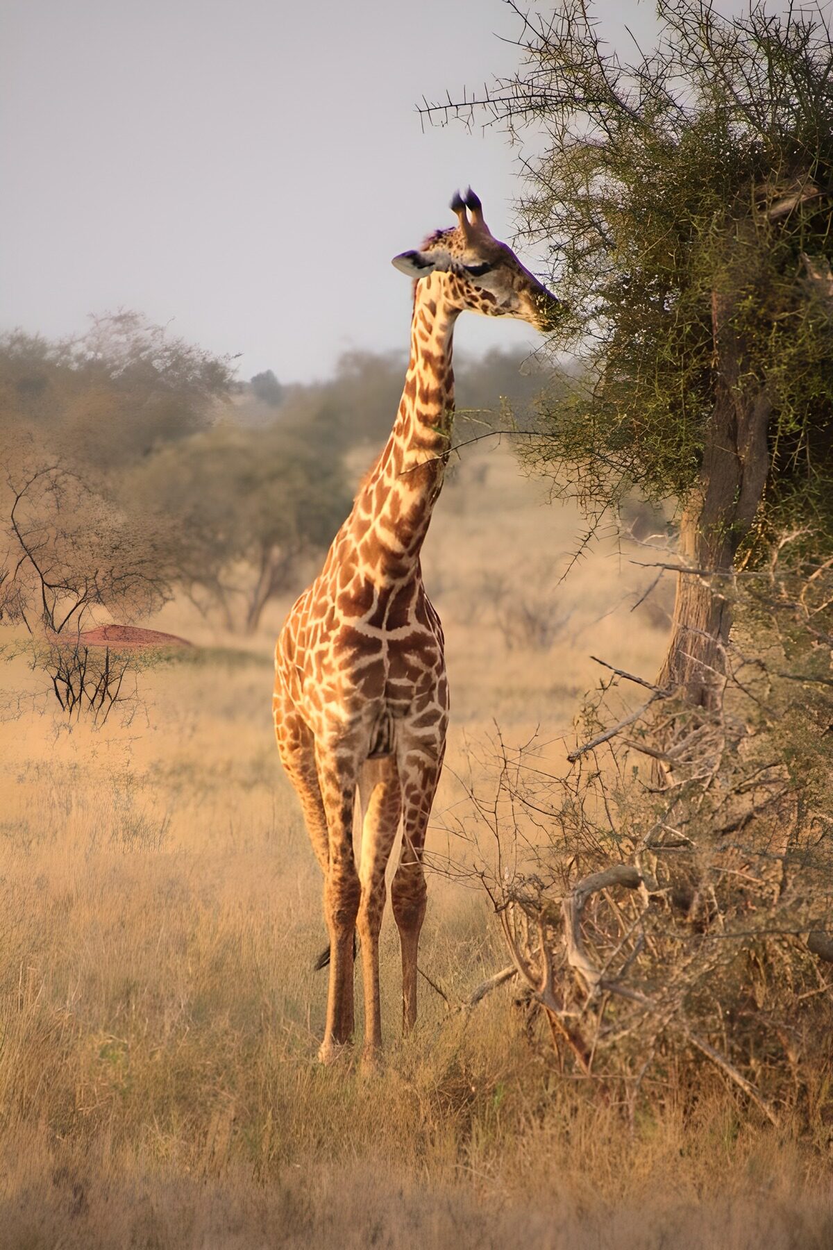 TPFR67003: Girafe se nourrissant sous le soleil