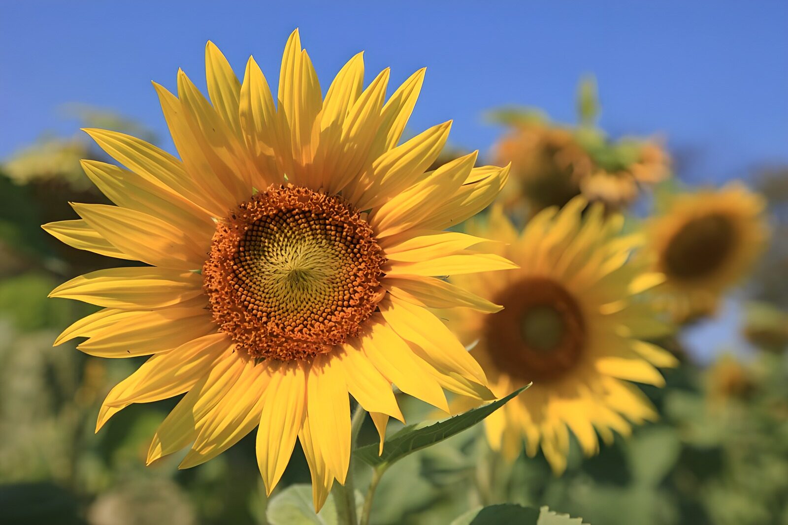 TPFR43537: Champs de tournesols en pleine floraison
