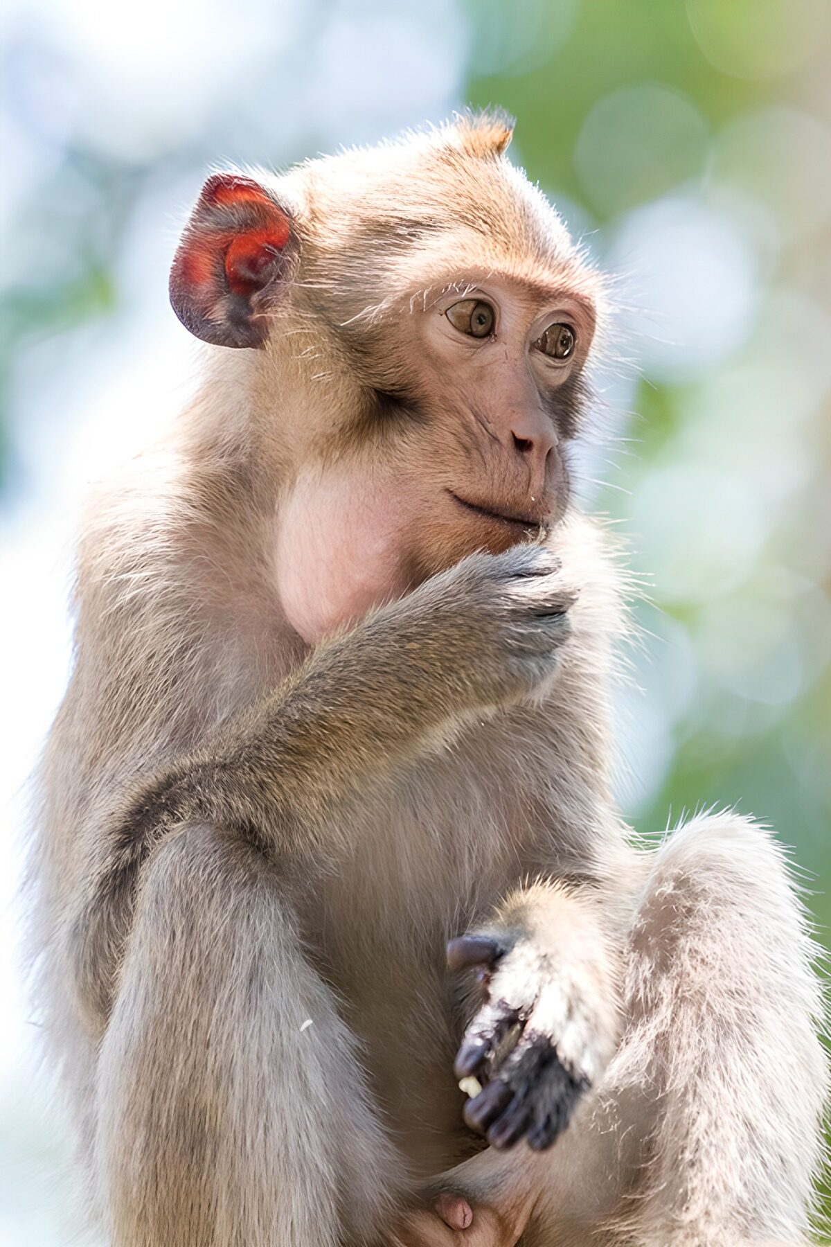 TPFR82484: Singe pensif dans la nature
