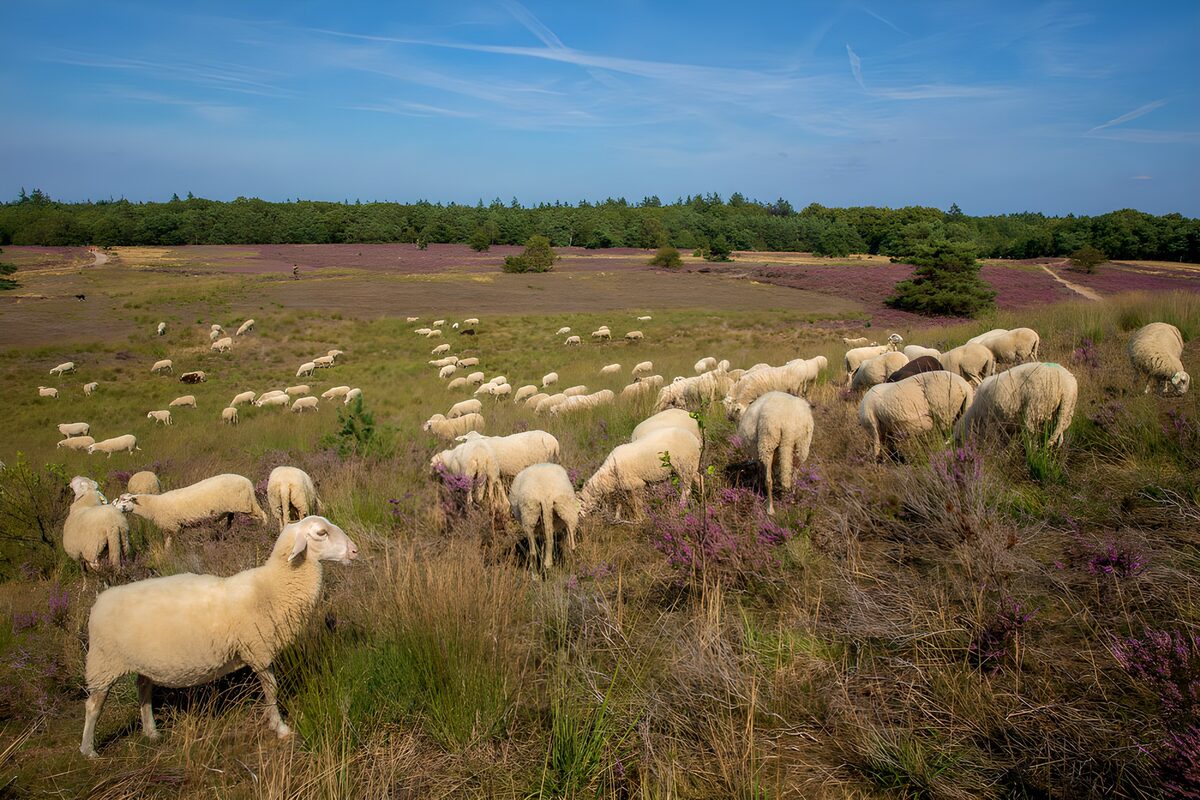 TPFR62697: Un paysage pastoral de moutons