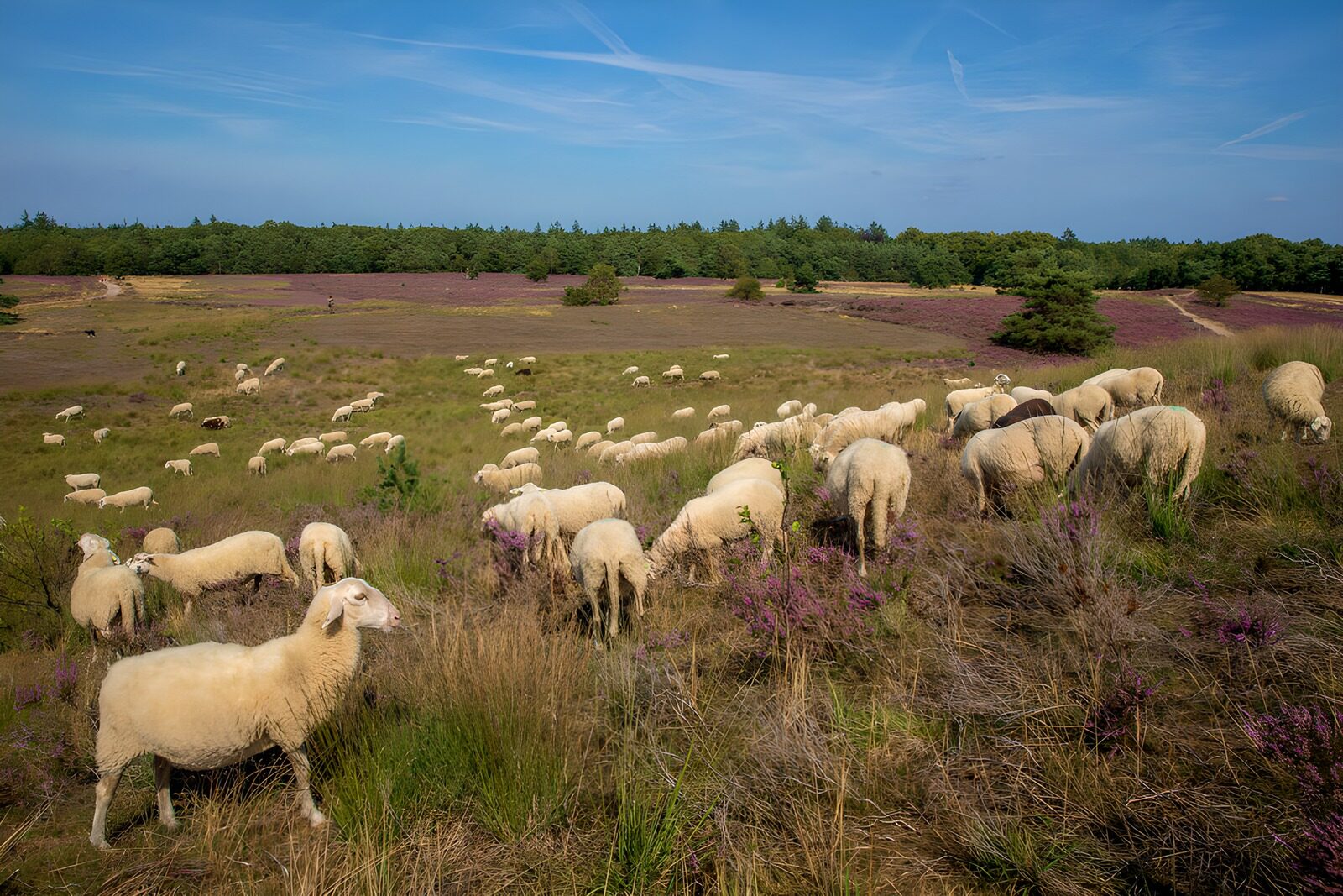 TPFR62697: Un paysage pastoral de moutons