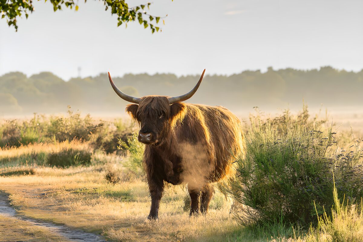 Vache Highland dans la brume matinale