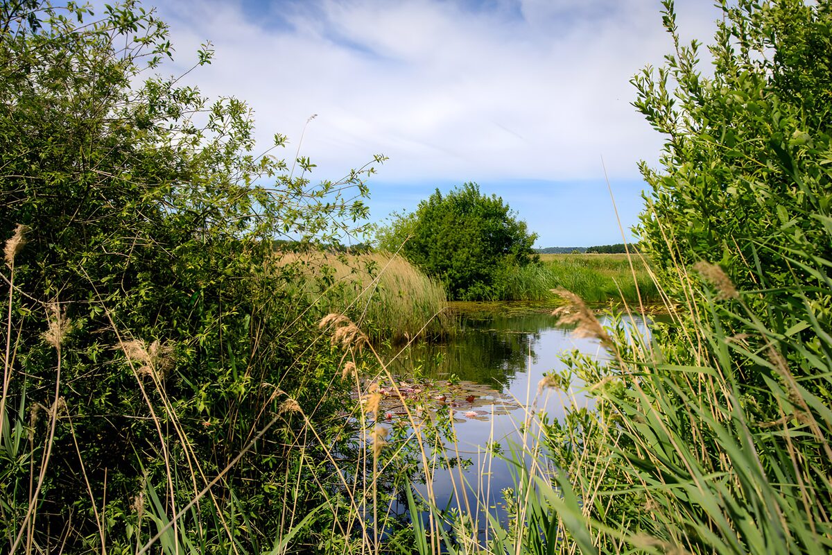 TPFR87385: Rivière paisible entourée de verdure