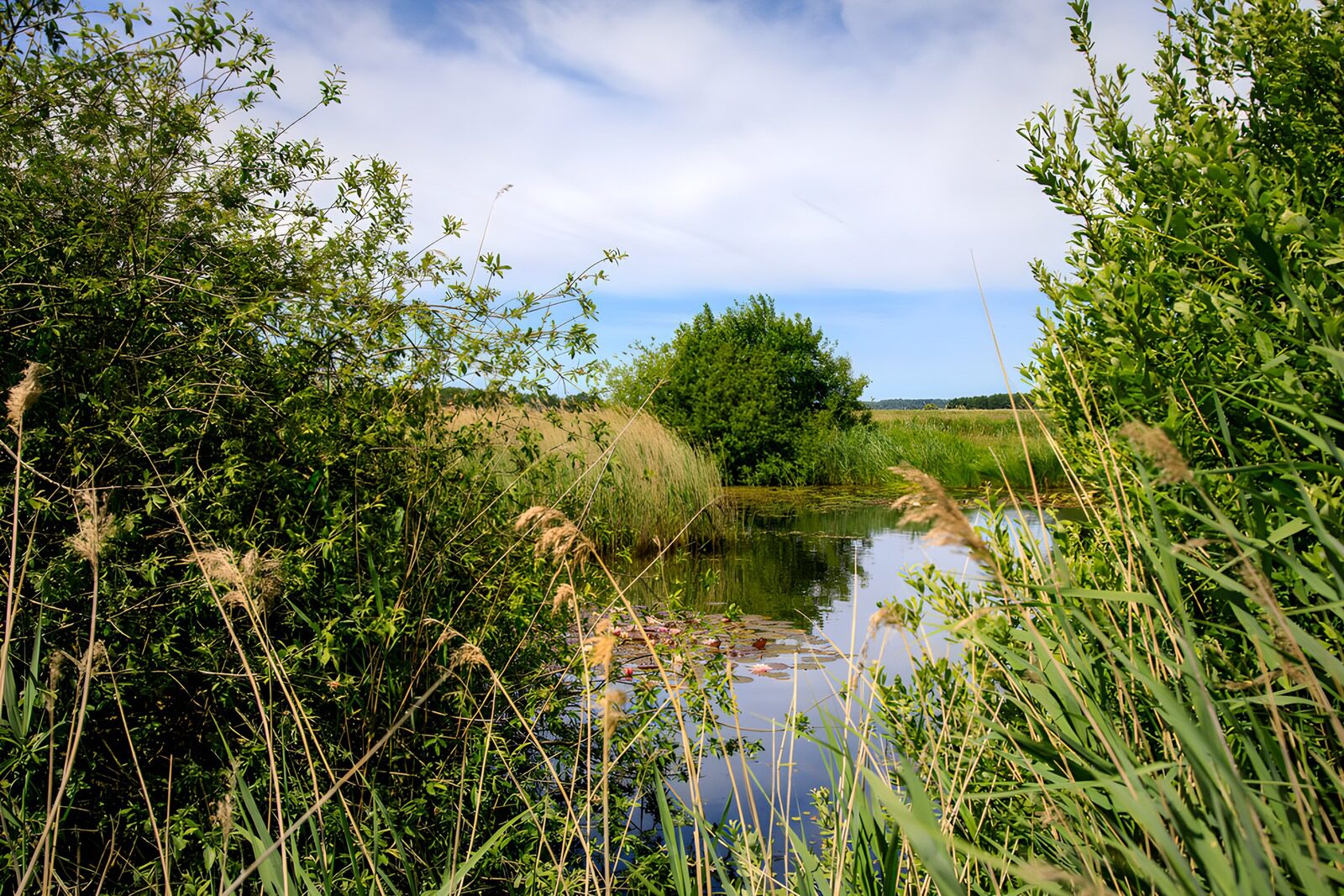 TPFR87385: Rivière paisible entourée de verdure
