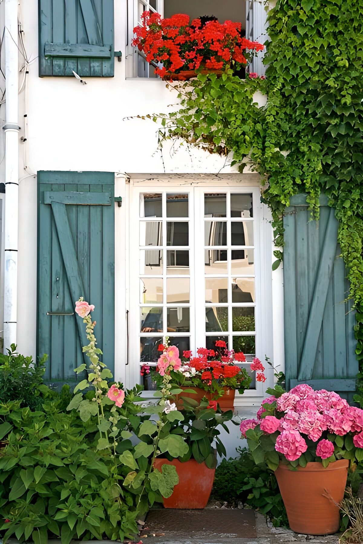 Plante grimpante sur une maison à 2 étages aux volets bleus