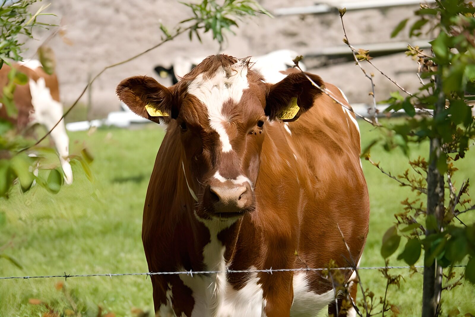 TPFR12566: Vache 12