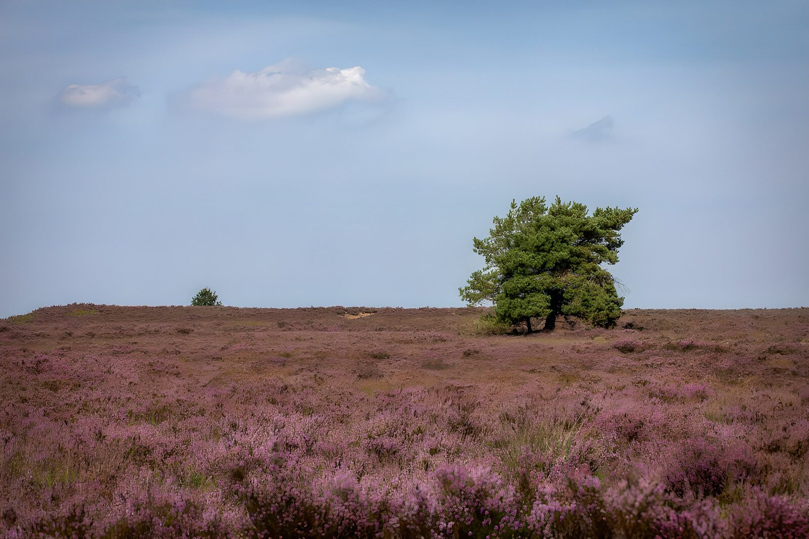 TPFR87547: Paysage de bruyère en fleurs