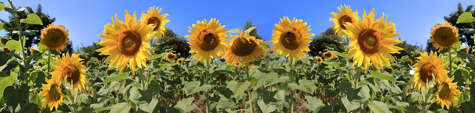 TPFR52976: Champs de tournesols en été