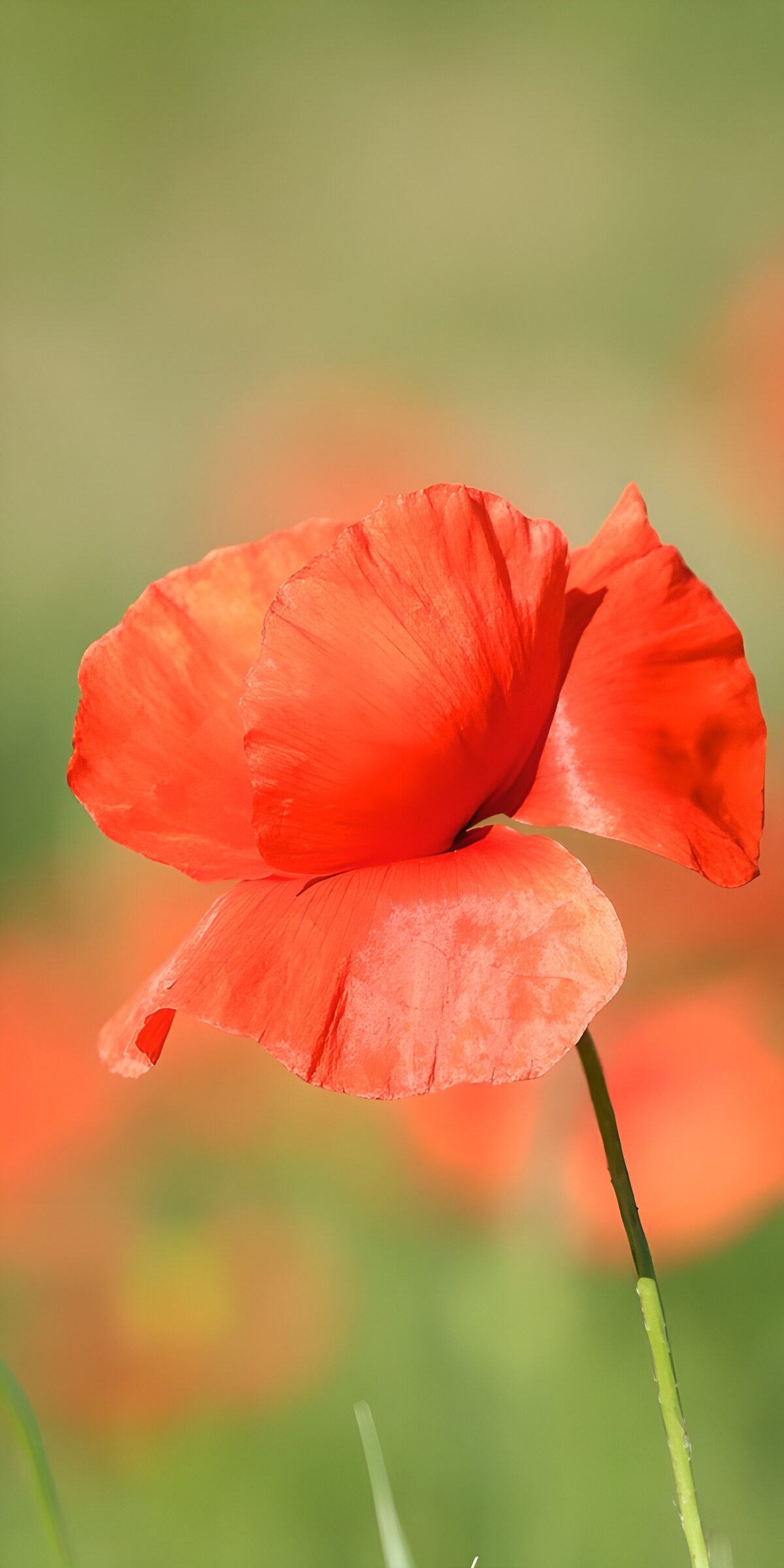 TPFR45365: Fleur de pavot éclatante