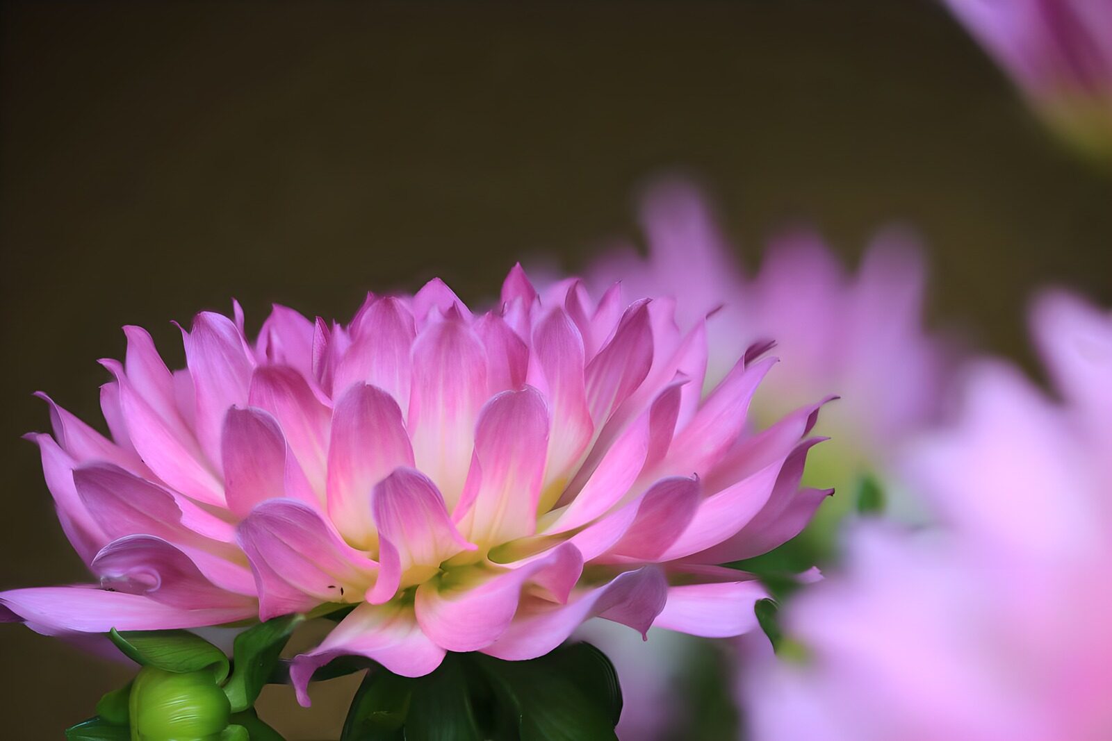 TPFR22600: Fleur délicate en rose