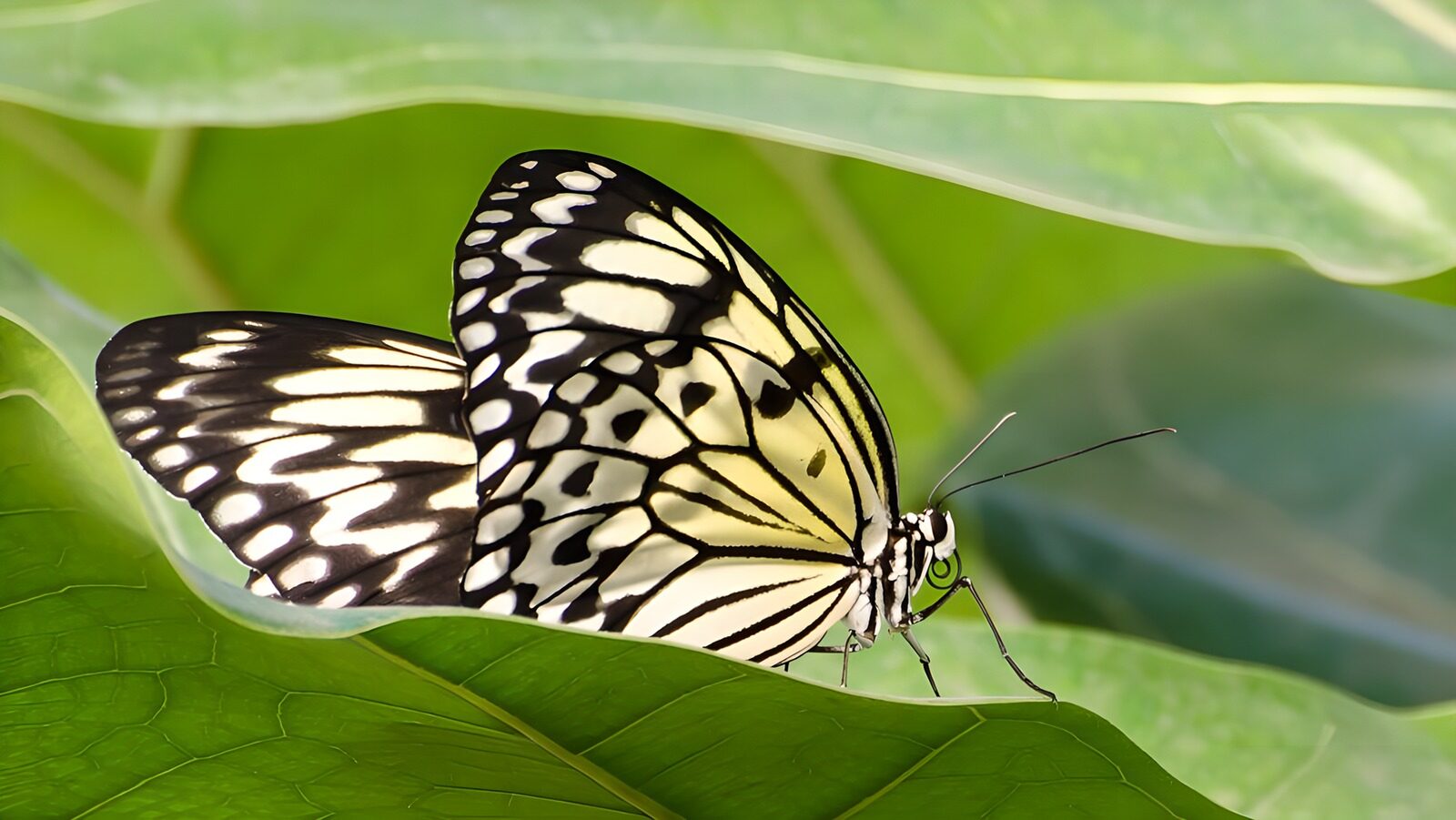 TPFR56567: Papillon élégant sur une feuille verte