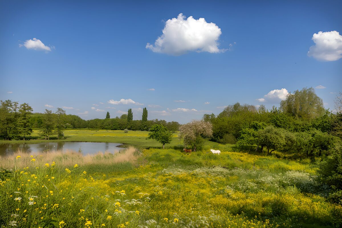 TPFR51840: Paysage paisible avec un étang et des fleurs