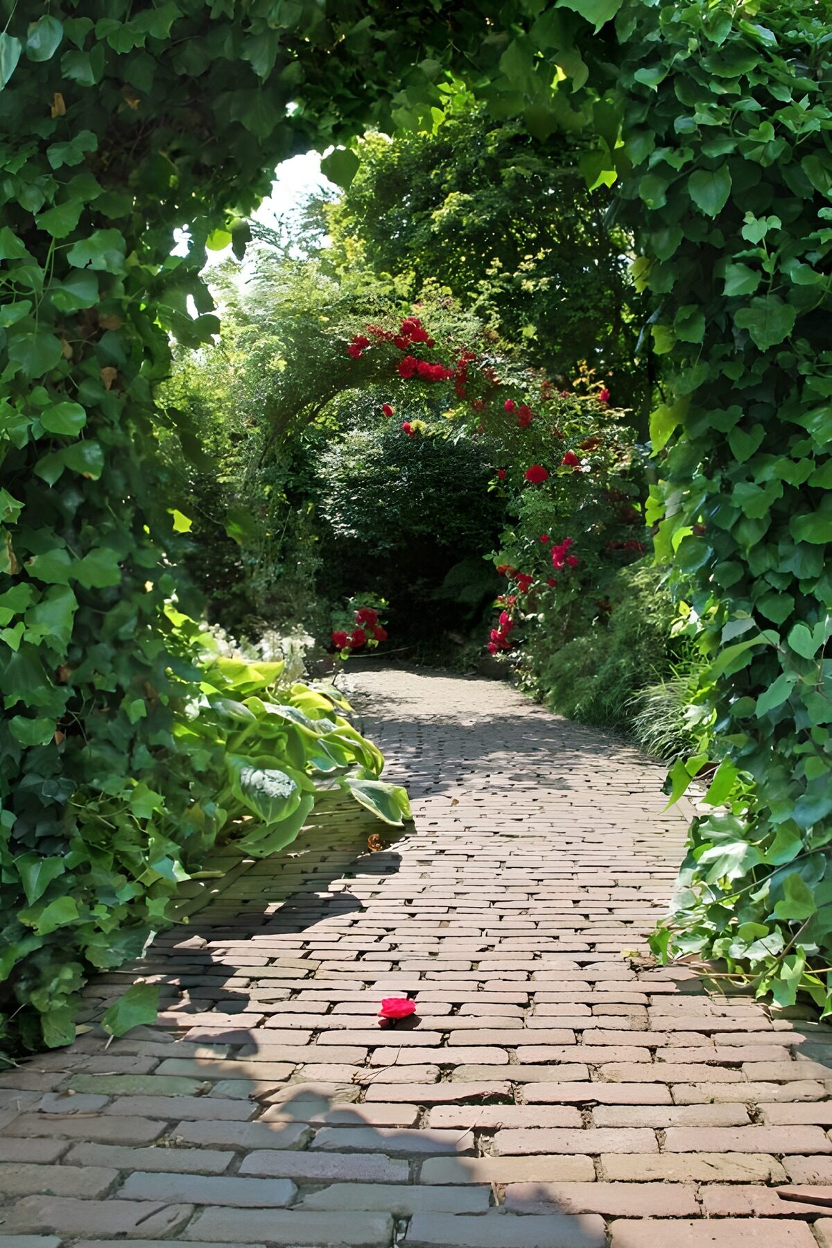TPFR24724: Allée enchantée dans le jardin floral