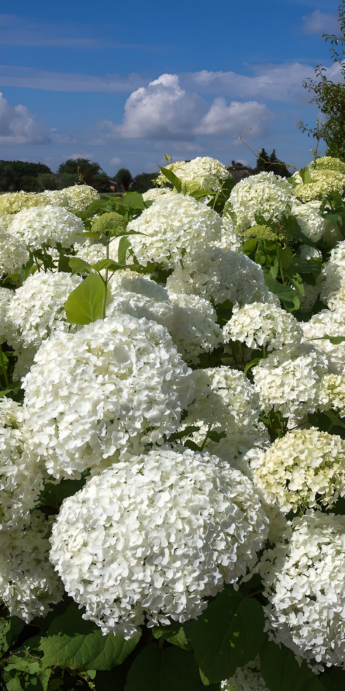 TPFR48209: Bouquets de fleurs d'hortensias blancs