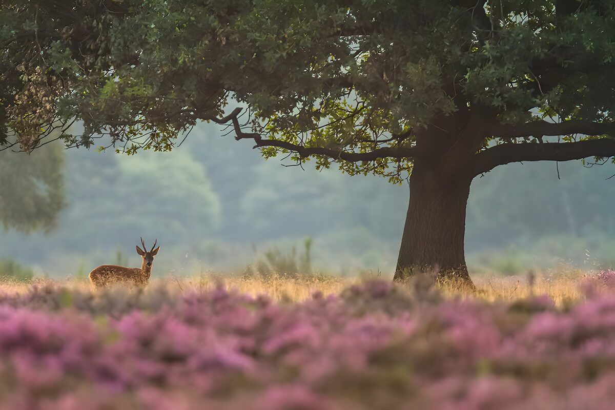 Cerf dans un champ de fleurs sauvages